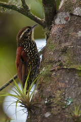 Margarornis squamiger