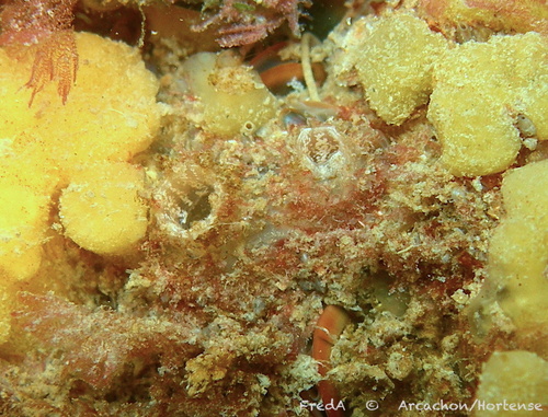 Representative image of Molgula bleizi