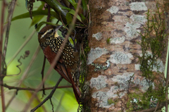 Margarornis squamiger