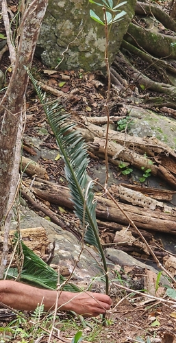 Eastern Cape dwarf cycad (Encephalartos afer)