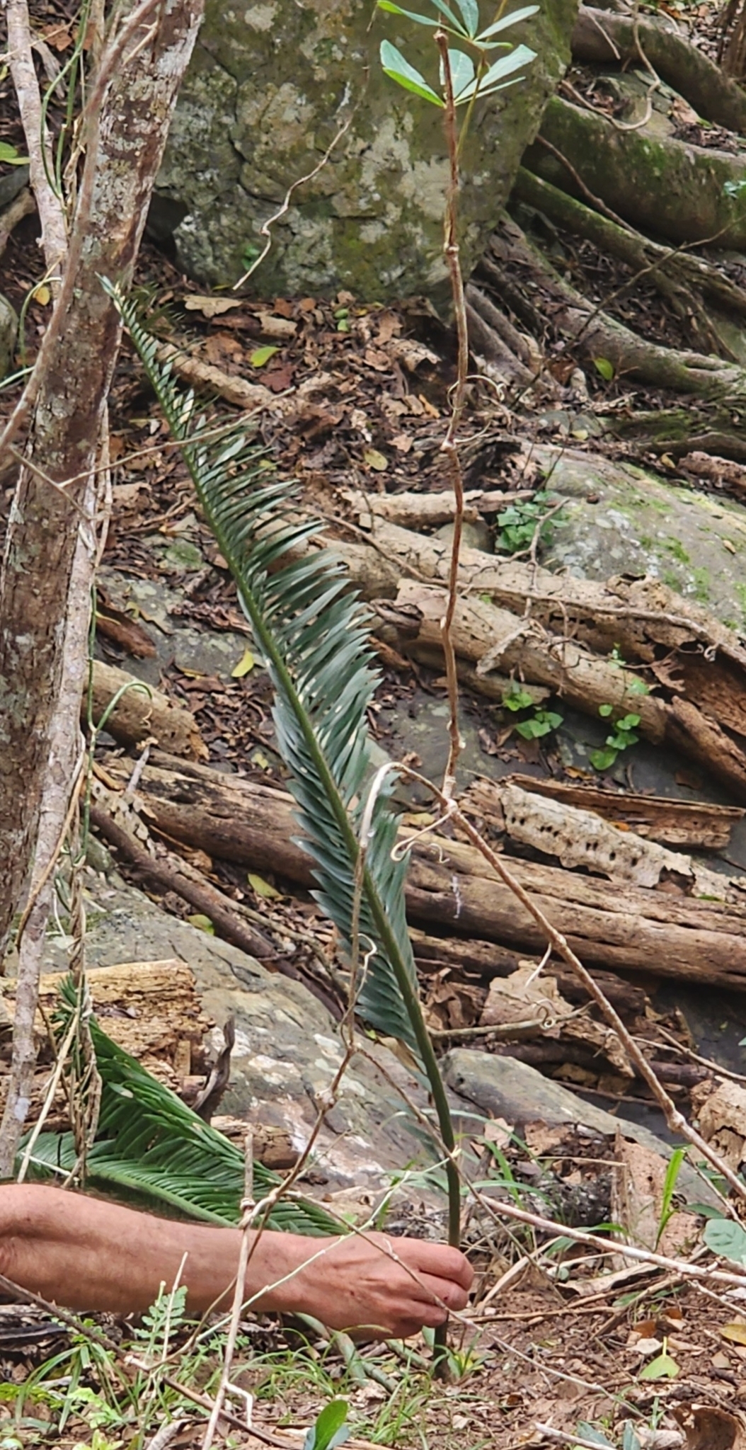 Eastern Cape Dwarf Cycad (Encephalartos afer)