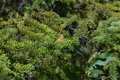 Tharsalea dorcas arcticus