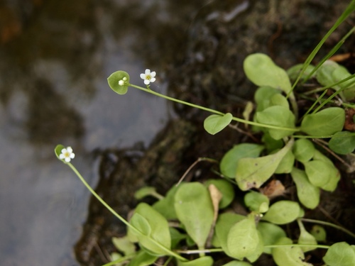 Chiricahua Mountain brookweed (Samolus vagans)