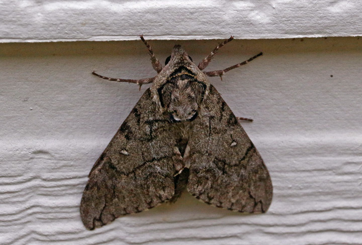 Waved Sphinx from Hills of Hays, San Marcos, TX 78666, USA on September ...