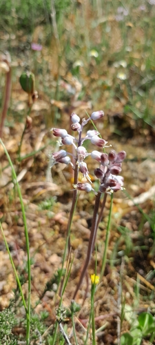 Manyleaf Viooltjie (Lachenalia polyphylla)
