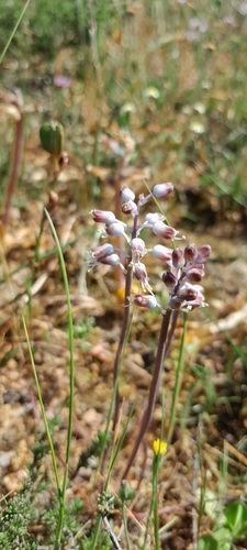 Lachenalia polyphylla