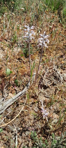Image of Lachenalia polyphylla by (c) James Deacon, some rights reserved (CC BY-SA)
