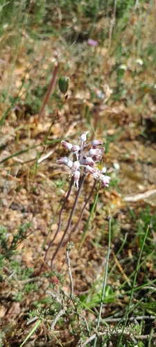 Image of Lachenalia polyphylla by (c) James Deacon, some rights reserved (CC BY-SA)