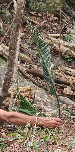 Image of Encephalartos afer by (c) Jane le Roux, some rights reserved (CC BY)