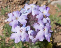 Glandularia gooddingii