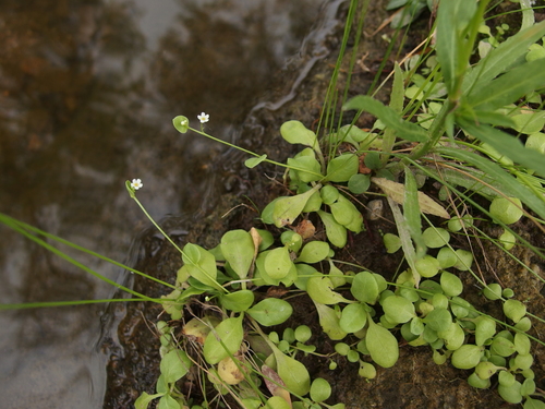 Image of Samolus vagans by (c) Sue Carnahan, some rights reserved (CC BY)