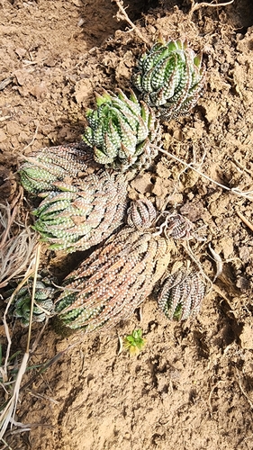 Haworthiopsis reinwardtii