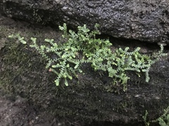 Selaginella apoda