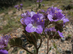 Phacelia crenulata ambigua