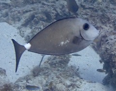 Horseface Unicornfish photo 2