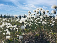 Eriophorum callitrix