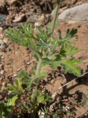 Glandularia gooddingii