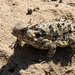 Coast Horned Lizard - Photo (c) John Sullivan, some rights reserved (CC BY-NC), uploaded by John Sullivan