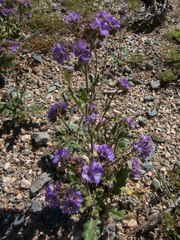 Phacelia crenulata ambigua