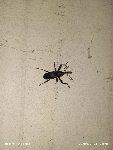 African Bottlebrush Weevil