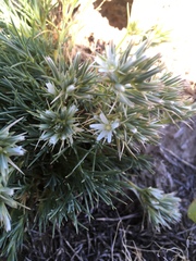 Eremogone franklinii