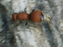 Pseudomethoca sanbornii