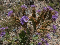 Phacelia crenulata ambigua