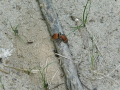 Pseudomethoca sanbornii