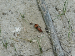 Pseudomethoca sanbornii