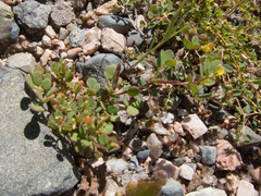 Acmispon maritimus brevivexillus