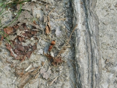 Pseudomethoca sanbornii