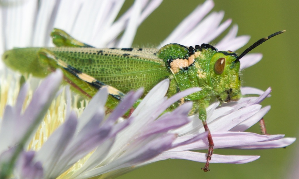 Conometopus sulcaticollis