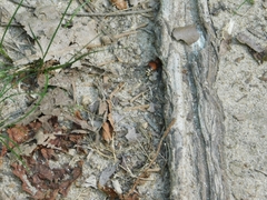 Pseudomethoca sanbornii