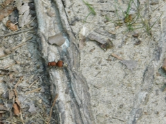 Pseudomethoca sanbornii