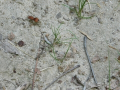 Pseudomethoca sanbornii