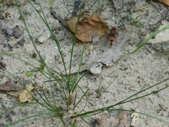Pseudomethoca sanbornii