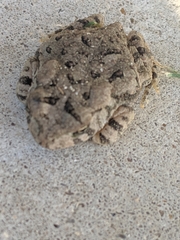 Anaxyrus fowleri