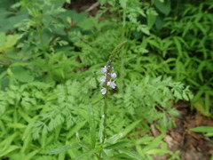 Verbena simplex