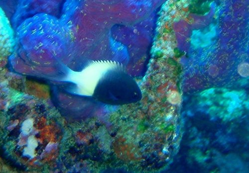 Indian Half-and-half Chromis