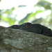Panay Monitor - Photo (c) mampam, some rights reserved (CC BY-NC)