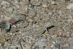 Callisaurus draconoides rhodostictus