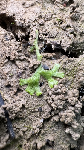 Image of Riccia rhenana by (c) Павлик Лисицын, some rights reserved (CC BY)