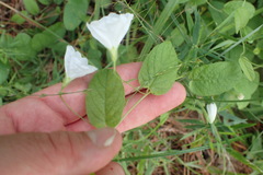 Stylisma humistrata