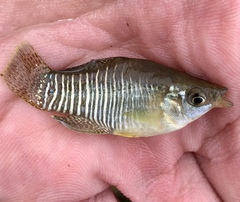 Fundulus xenicus