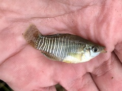 Fundulus xenicus