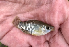 Fundulus xenicus