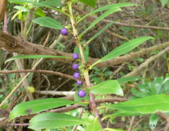 Myoporum aff insulare × laetum