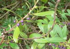 Myoporum aff insulare × laetum
