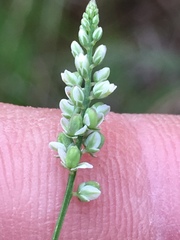 Polygala ambigua