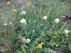 Trifolium canescens